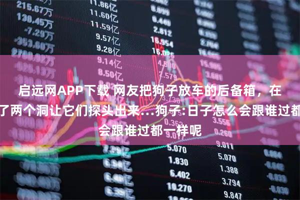 启远网APP下载 网友把狗子放车的后备箱，在车上打了两个洞让它们探头出来…狗子:日子怎么会跟谁过都一样呢